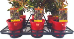 Efficiency Shuttle Tray For 140mmØ Pots - 6 Cell -Garden & Outdoors Efficiency Shuttle Tray for 140mm Pots 6 Cell 1 81935.1686784947