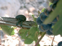 Agrifast Rubberties 12 Agrifast Rubberties -Garden & Outdoors agrifast rubber tie hook 3 76952.1689228320