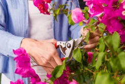 Felco 14 Secateurs -Garden & Outdoors felco 14 2 42744.1683527873