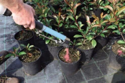 Handheld Topdressing Fertiliser Dispenser (Short) -Garden & Outdoors fertilEasy13 26819.1656574251